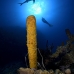 sponge_tube_yellow_fsw_jar_v_0081_cub3992.jpg